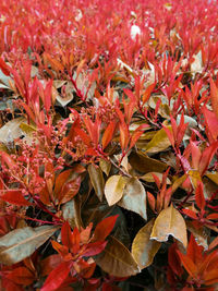 Close-up of leaves