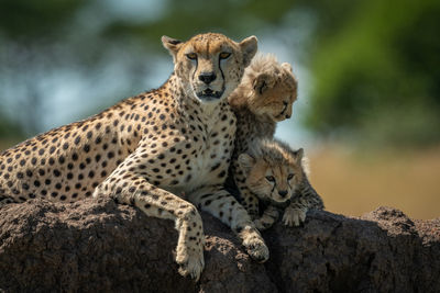 Cheetah family sitting on rock in forest