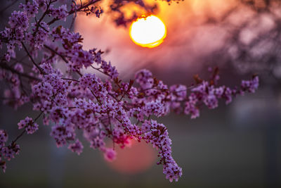 Close-up of purple flowering plant