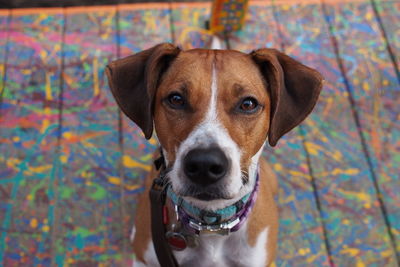 High angle portrait view of dog outdoors