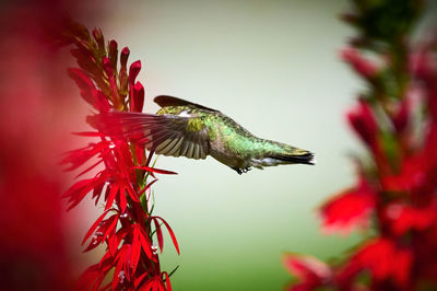 hummingbird