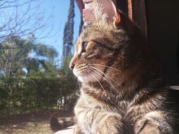 Close-up of a cat