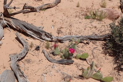 High angle view of driftwood on sand