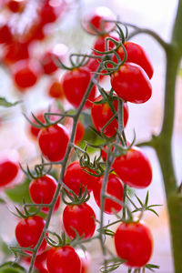 Close-up of red berries growing on plant