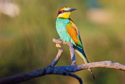 Close-up of a bird perching on branch