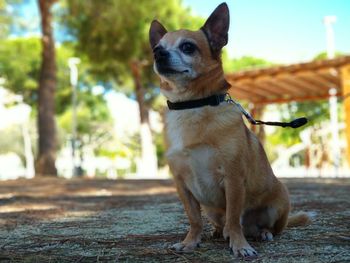 Portrait of dog