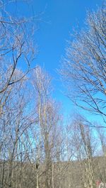 Low angle view of bare trees against clear blue sky