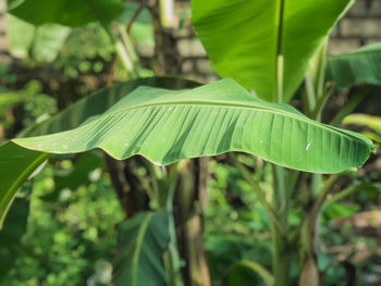 Close-up of raindrops on leaves