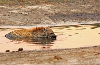 Hyena wallowing in water