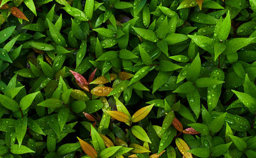 Full frame shot of green leaves