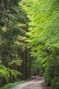 Road amidst trees in forest