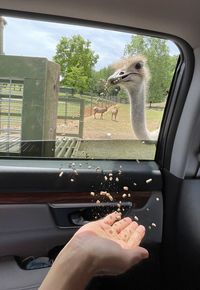 Never bite the hand that feeds you. a pic taken while safari in virginia safari park.