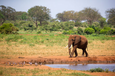 View of elephant on landscape