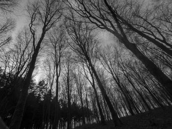 Low angle view of bare trees in forest