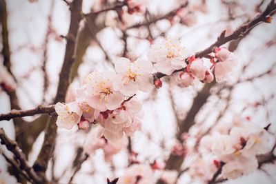 Low angle view of cherry blossom
