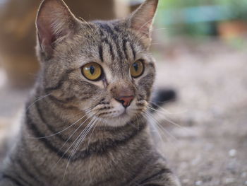 Close-up portrait of tabby cat