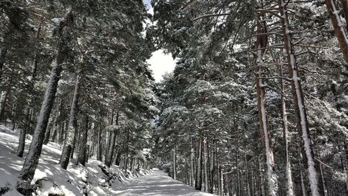Low angle view of snow covered trees in forest