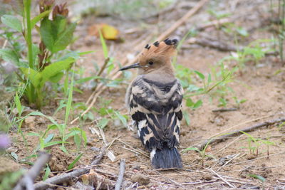 Close-up of a bird on field