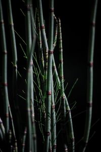 Close-up of bamboo plants