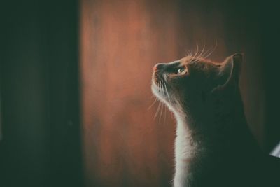 Close-up of a cat looking away at home