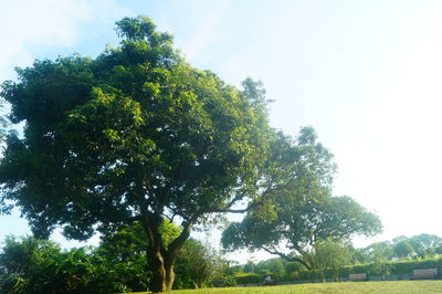 Low angle view of trees against sky