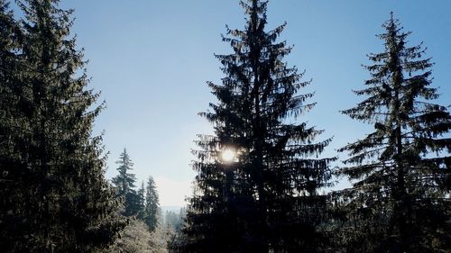 Low angle view of pine trees against sky during winter