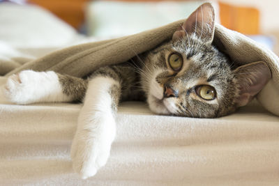 Close-up portrait of cat lying on blanket