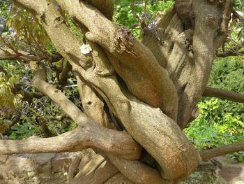 Close-up of tree trunk in forest