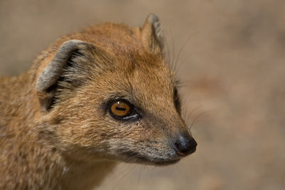 Close-up of cat