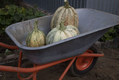 High angle view of pumpkins on field