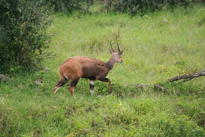 High angle view of animals on grassy field