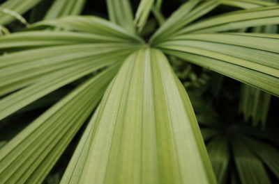 Close-up of palm leaves