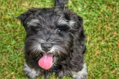 Close-up portrait of puppy