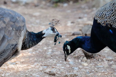 Peacock and peahen roaming near the dead sean on lokrum island, mrtvo more. dubrovnik, croatia