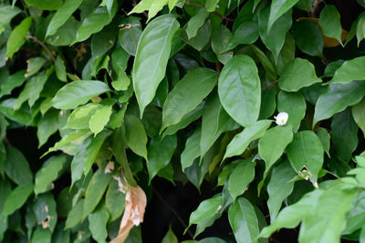 Close-up of fresh green leaves