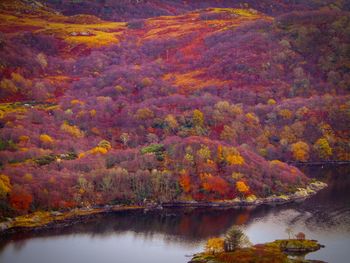 Scenic view of lake by trees during autumn