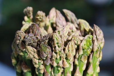 Close-up of fresh green leaves
