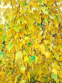 Close-up of yellow leaves on plant during autumn