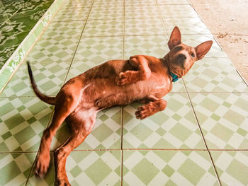 High angle view of a dog resting on floor