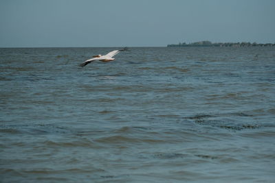 Seagull flying over sea