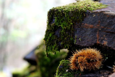 Close-up of caterpillar