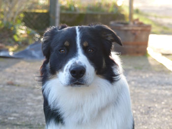 Close-up portrait of dog