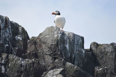 Low angle view of seagull on rock