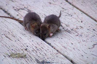 High angle view of rat's on wood
