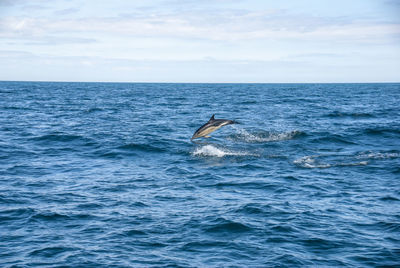 Scenic view of sea against sky with dolphin leaping