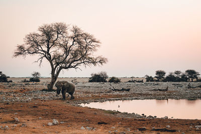 Horses on field