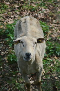 Portrait of horse standing on field