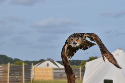 Close-up of eagle against sky