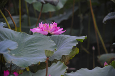 Close-up of pink water lily