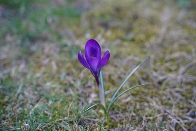 Close-up of purple crocus flower on field